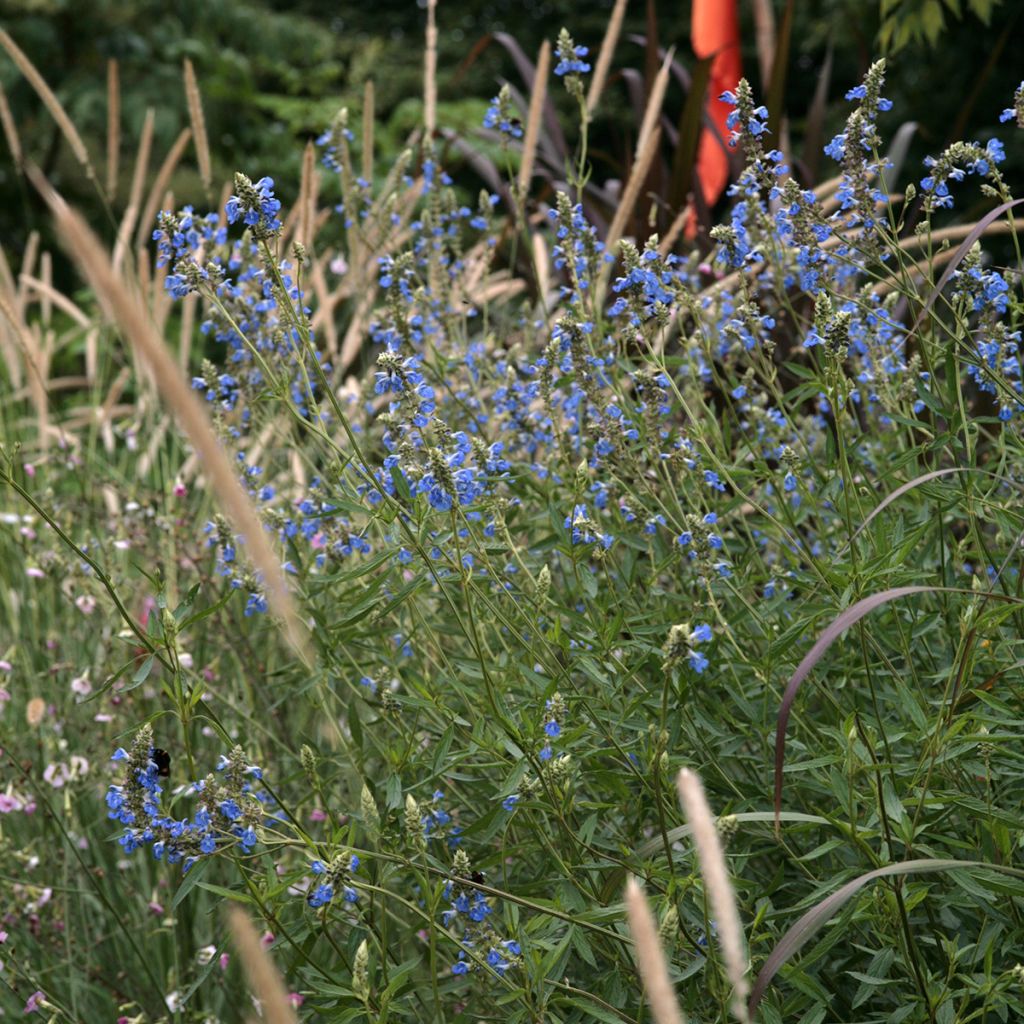 Salvia uliginosa - Salvia celeste