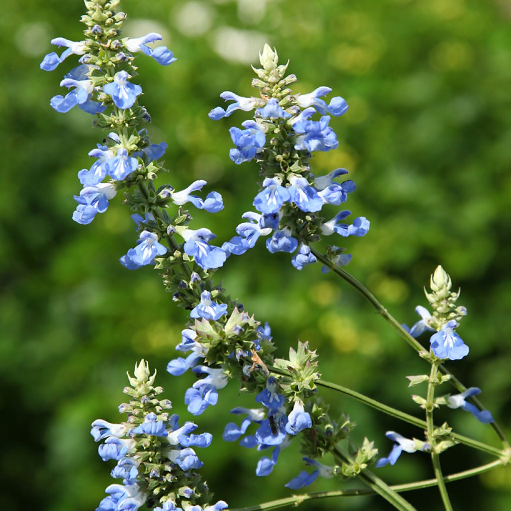 Salvia uliginosa - Salvia celeste