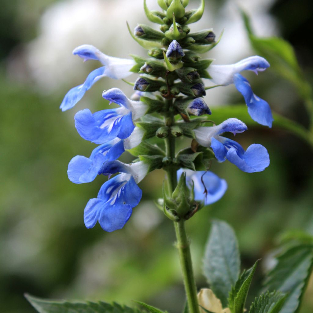 Salvia uliginosa - Salvia celeste