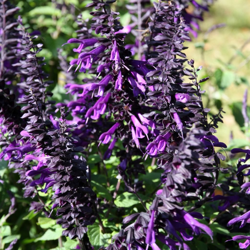 Salvia guaranitica Amistad violet - Salvia azul