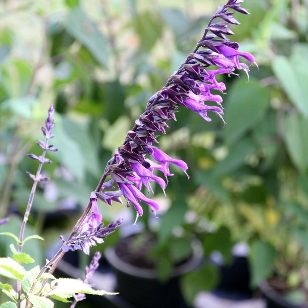 Salvia guaranitica Amistad violet - Salvia azul