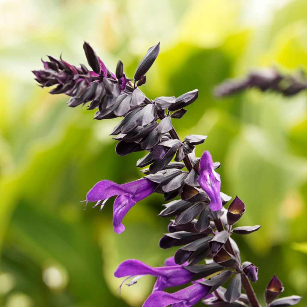 Salvia guaranitica Amistad violet - Salvia azul