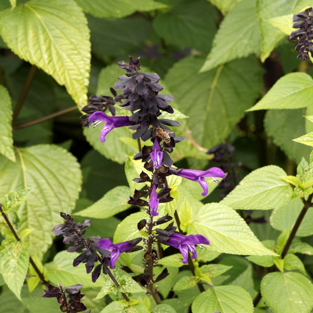 Salvia guaranitica Amistad violet - Salvia azul