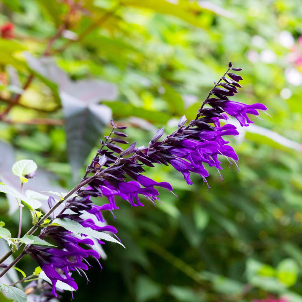 Salvia guaranitica Amistad violet - Salvia azul