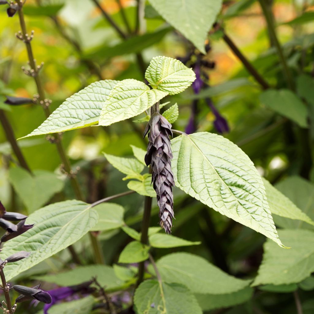 Salvia guaranitica Amistad violet - Salvia azul