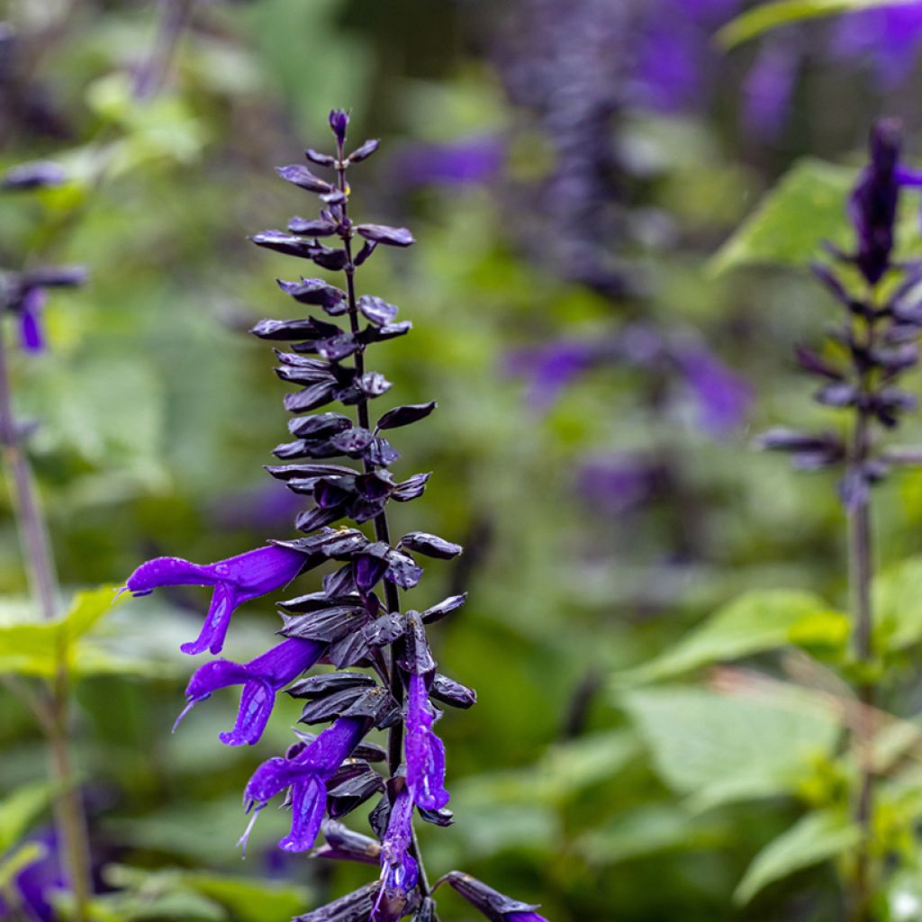 Salvia guaranitica Amistad violet - Salvia azul