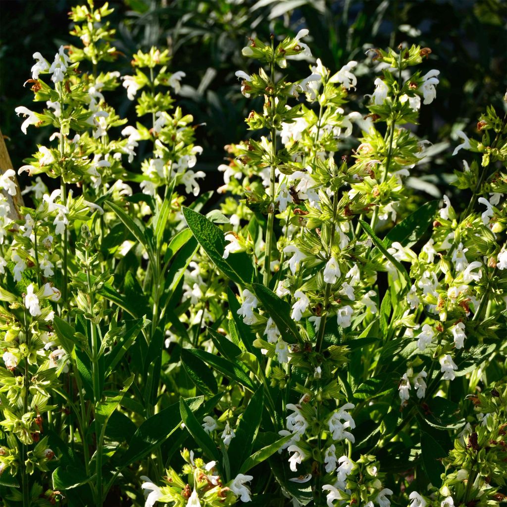 Salvia real Albiflora