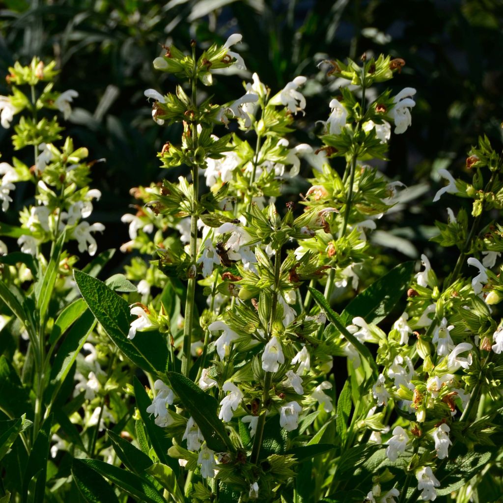 Salvia real Albiflora