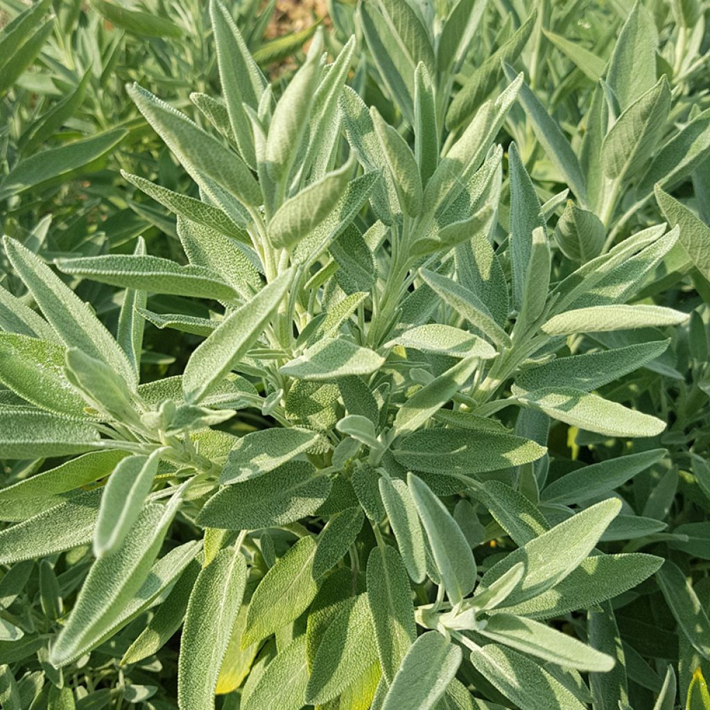 Salvia real Albiflora