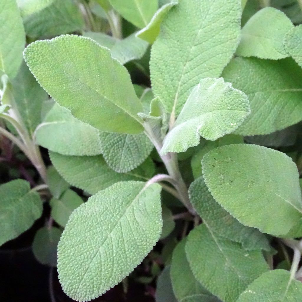 Salvia real Berggarten