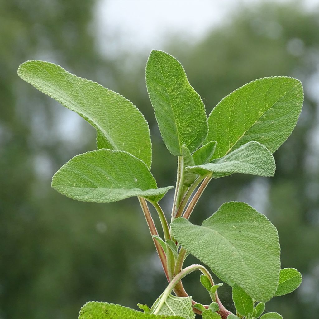 Salvia real Berggarten