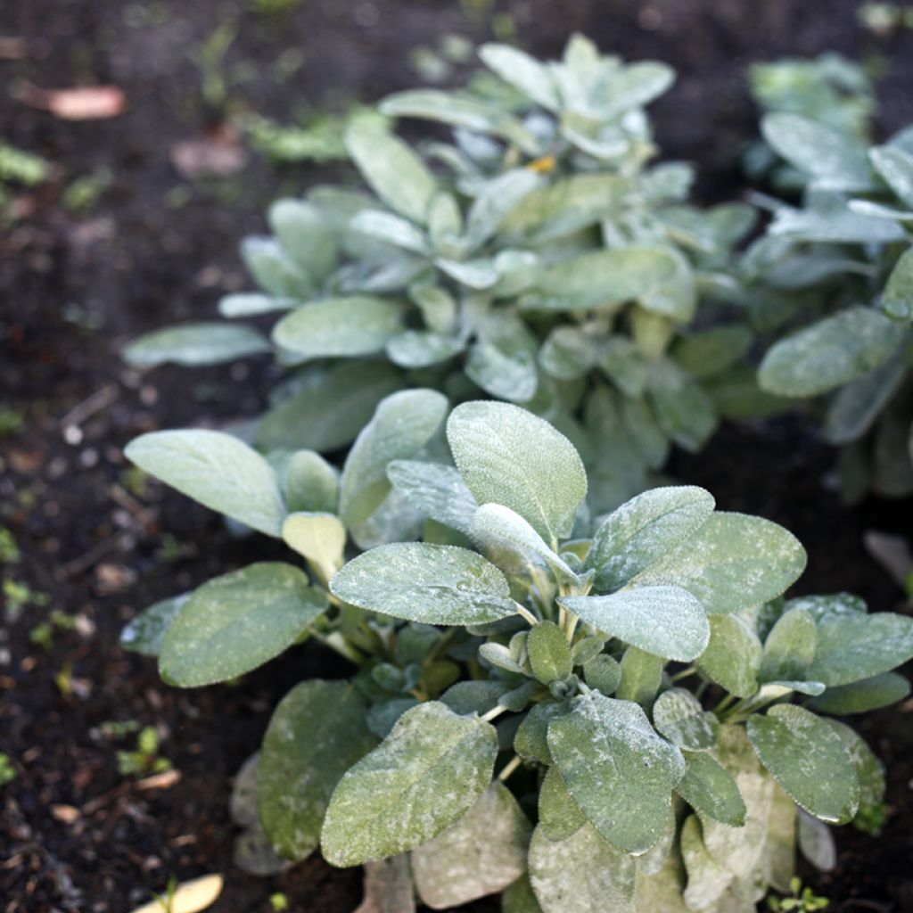 Salvia real Berggarten