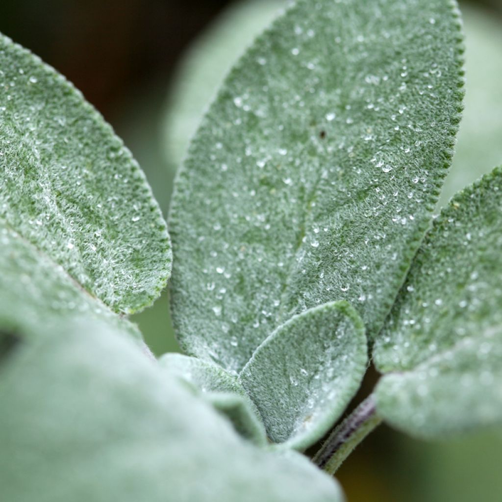 Salvia real Berggarten