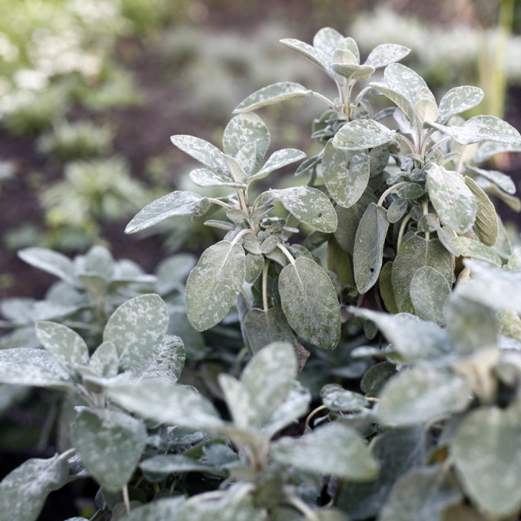 Salvia real Berggarten