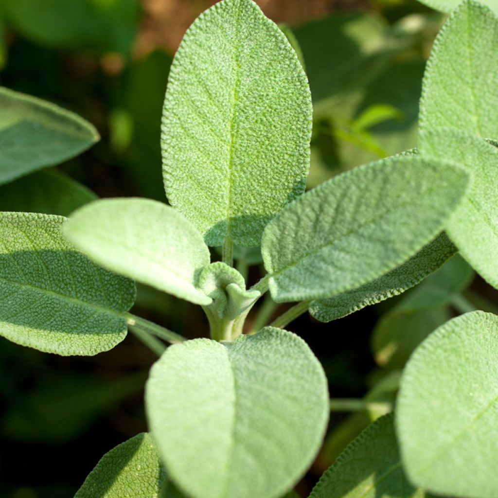 Salvia real Bio - Ferme de Sainte Marthe