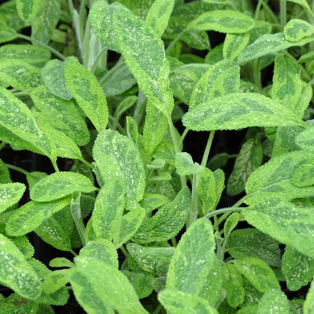 Salvia real Aurea