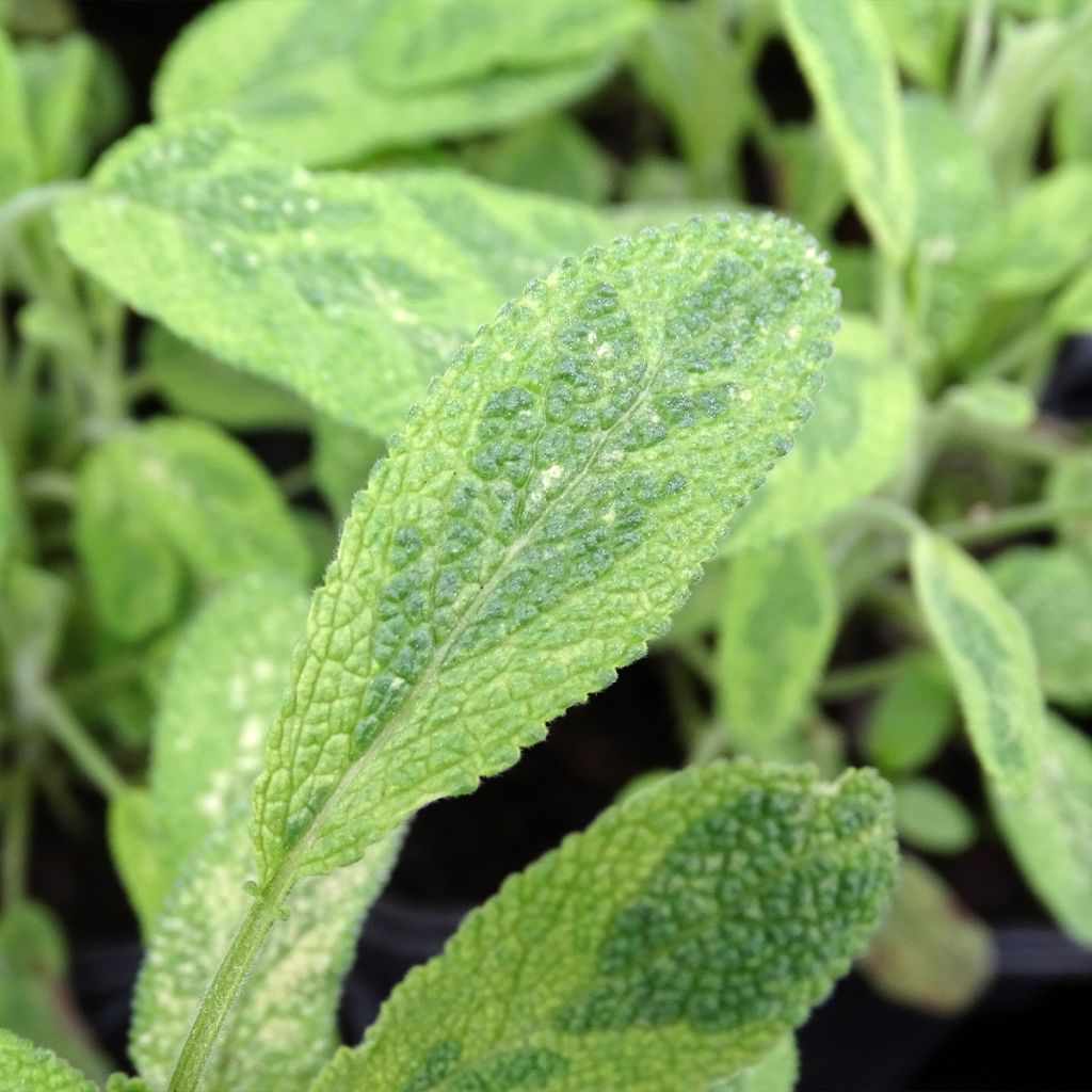 Salvia real Aurea