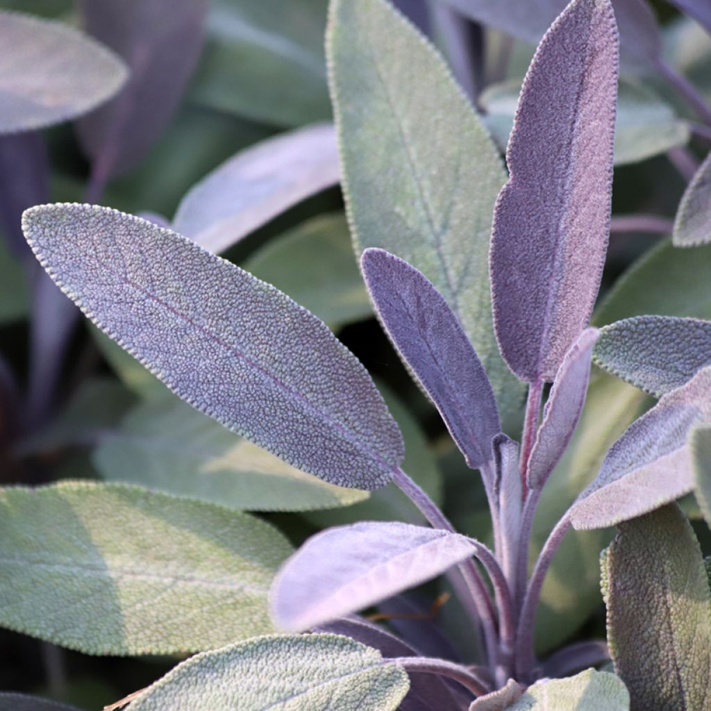 Salvia real Purpurascens