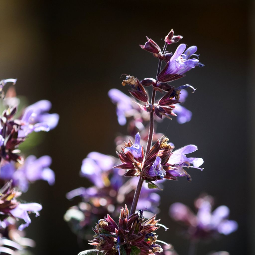 Salvia real Purpurascens