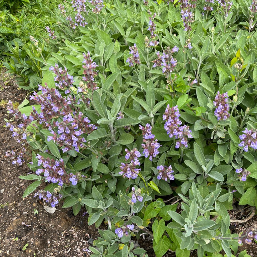 Salvia real - Salvia officinalis