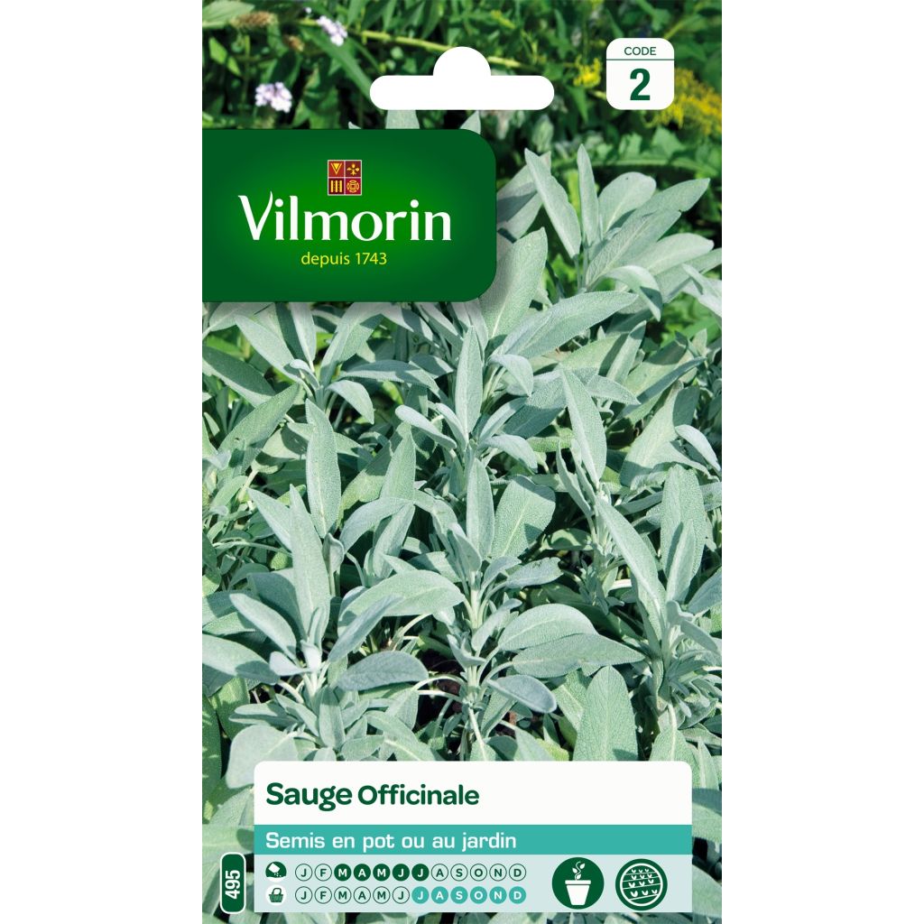 Salvia real - Vilmorin - Salvia officinalis