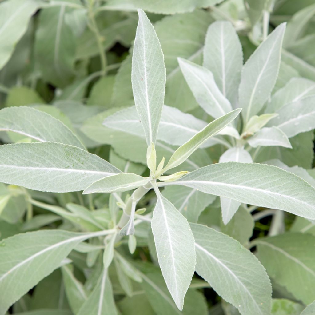 Salvia blanca - Salvia apiana