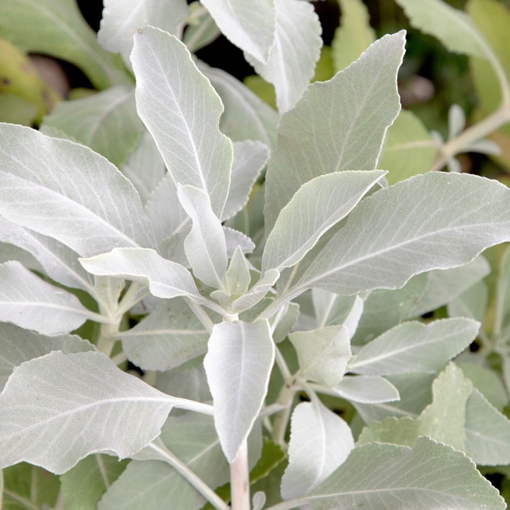 Salvia blanca - Salvia apiana