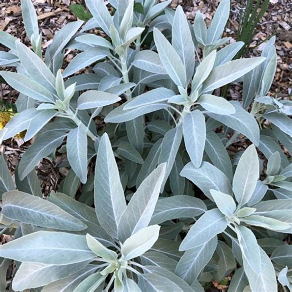 Salvia blanca - Salvia apiana