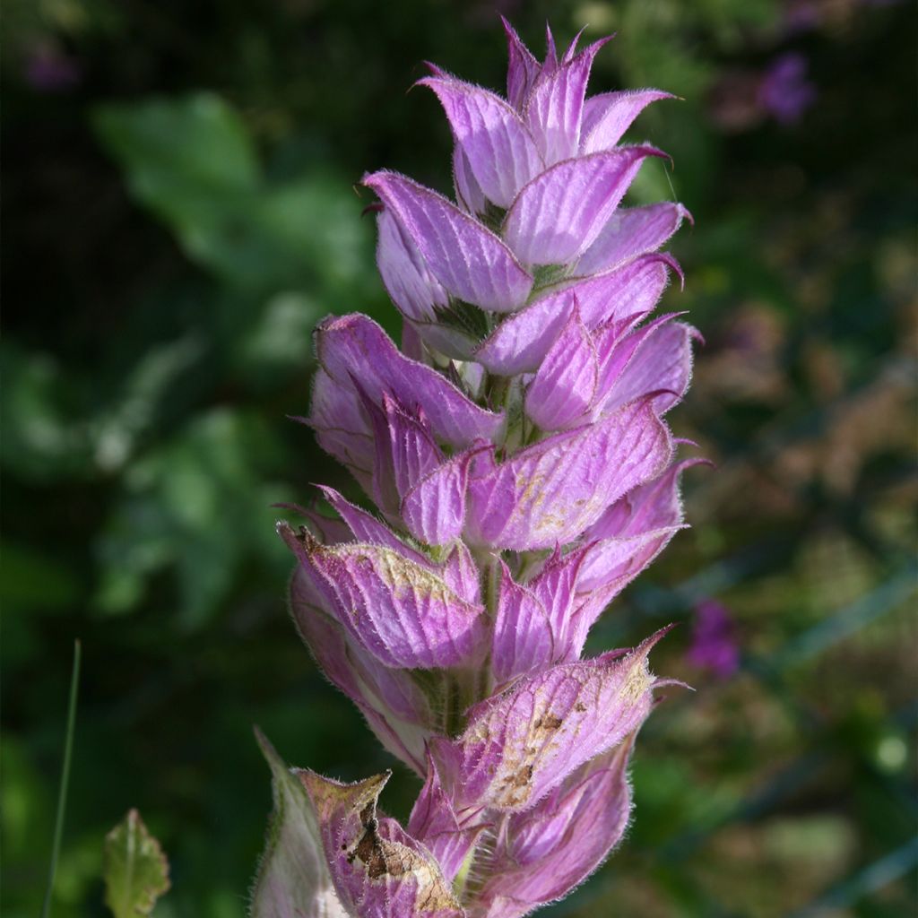 Sauge sclarée - Salvia sclarea