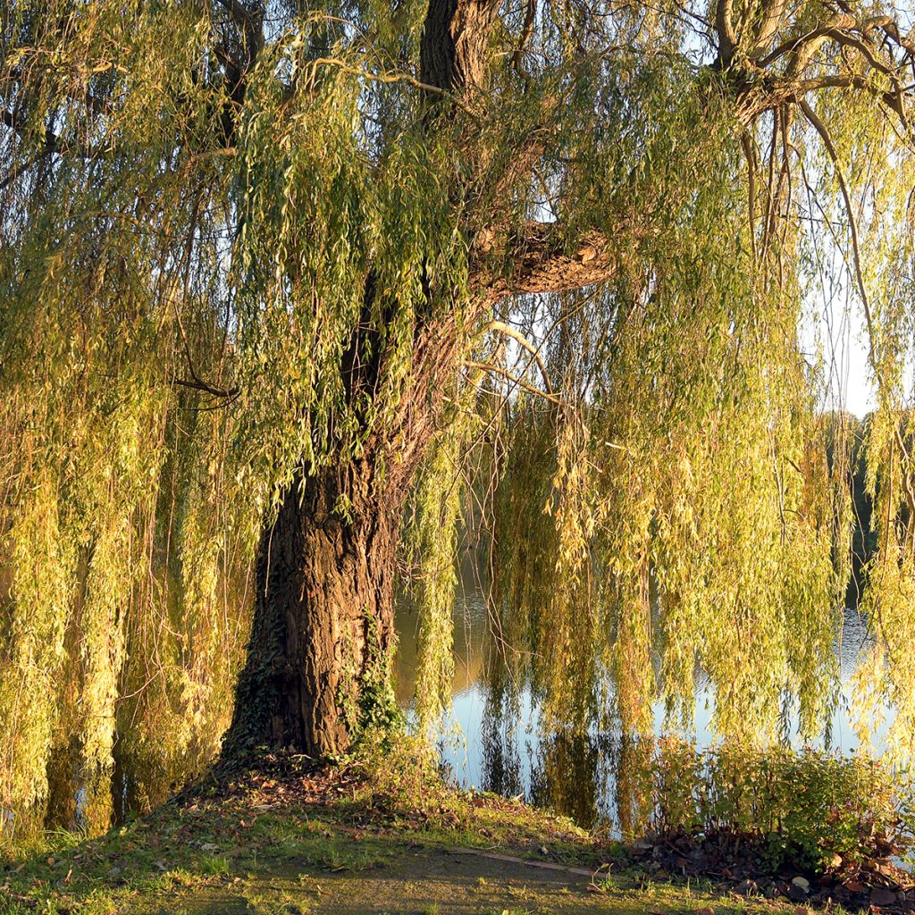 Salix alba Tristis - Sauce blanco llorón