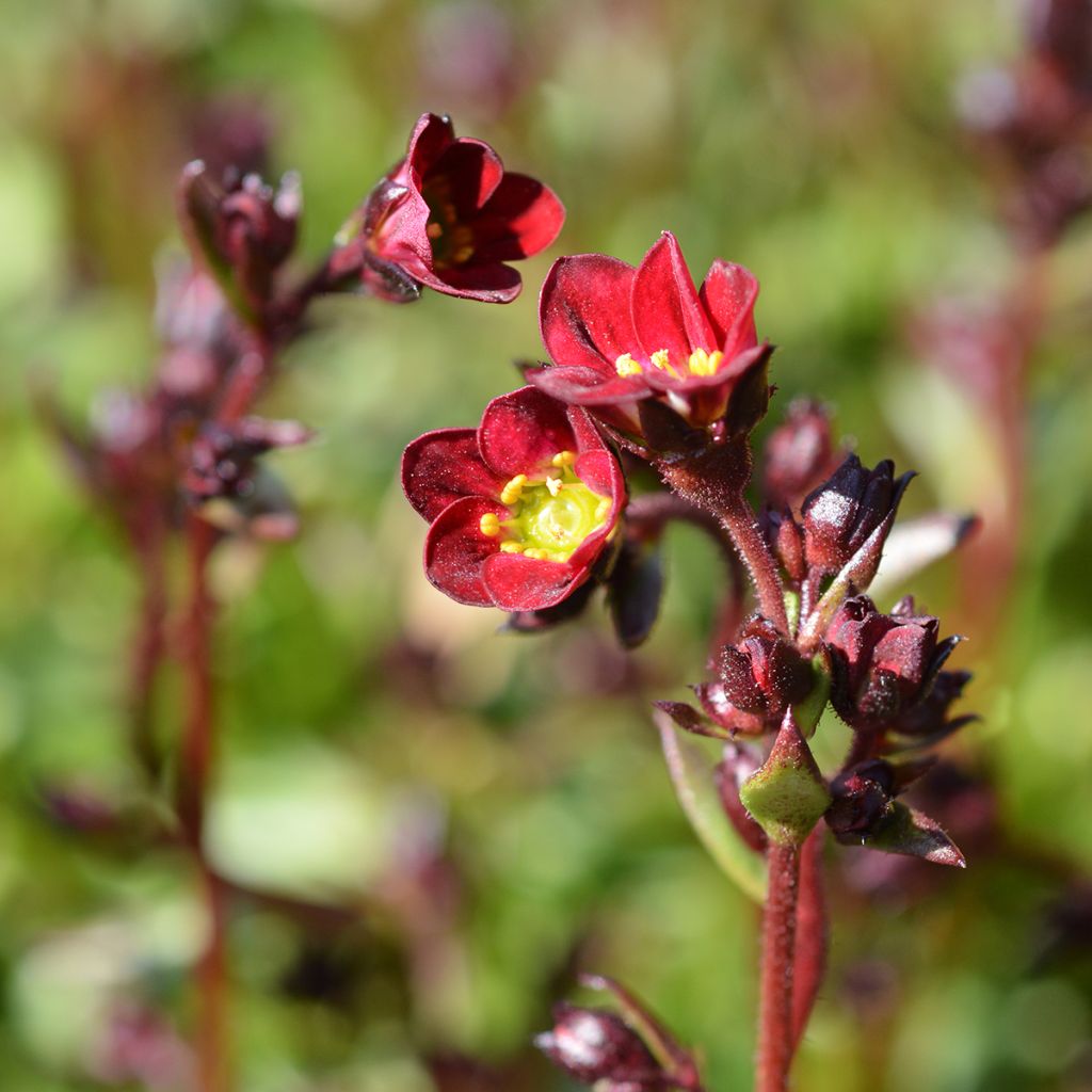 Saxifraga arendsii Peter Pan - Saxífraga