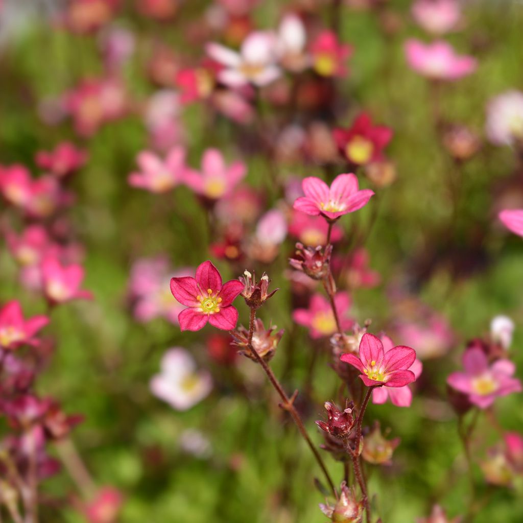 Saxifraga arendsii Peter Pan - Saxífraga