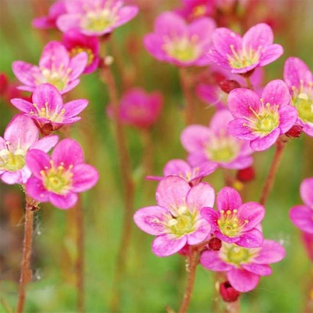 Saxifraga arendsii Purpurteppich - Saxífraga