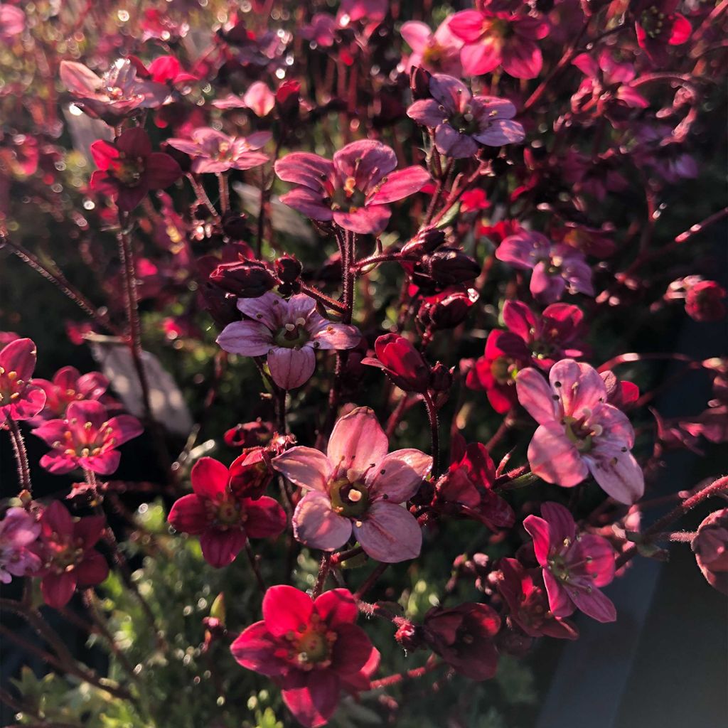 Saxifraga arendsii Purpurteppich - Saxífraga