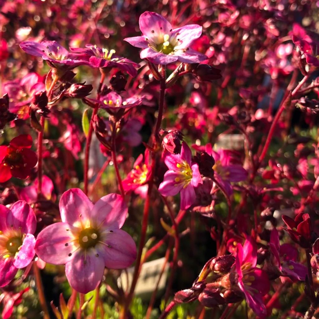 Saxifraga arendsii Purpurteppich - Saxífraga