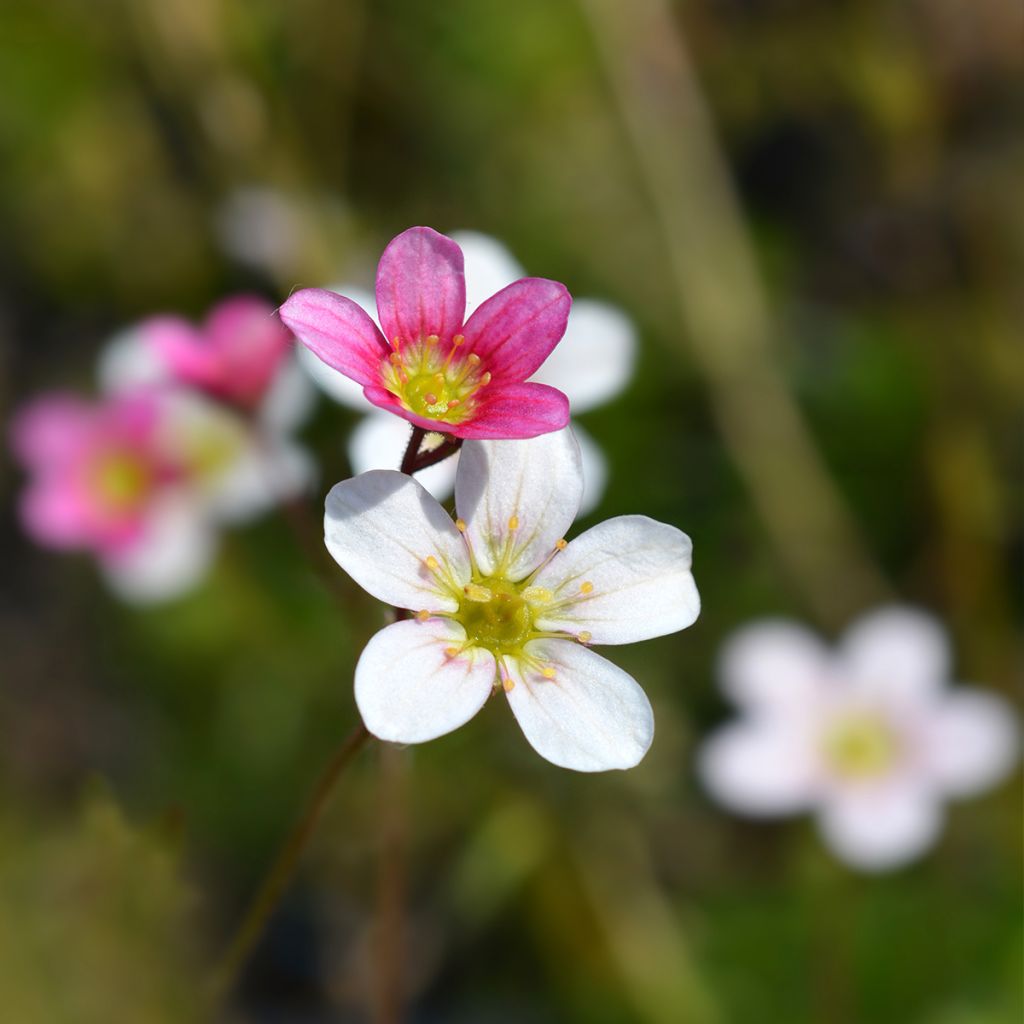 Saxifraga arendsii Ware's Crimson - Saxífraga