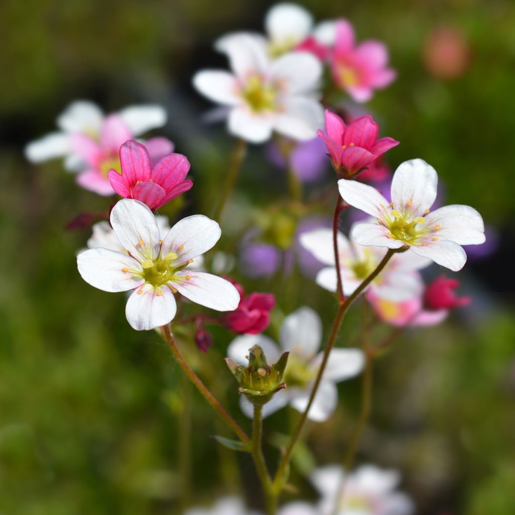 Saxifraga arendsii Ware's Crimson - Saxífraga