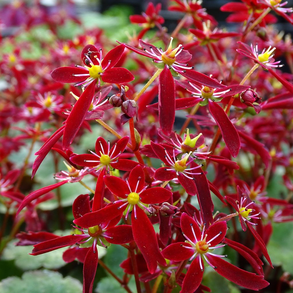 Saxifraga fortunei Beni Tsukasa - Saxifrage