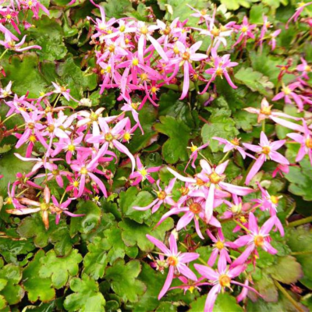 Saxifraga fortunei Sugar Plum Fairy - Saxifrage