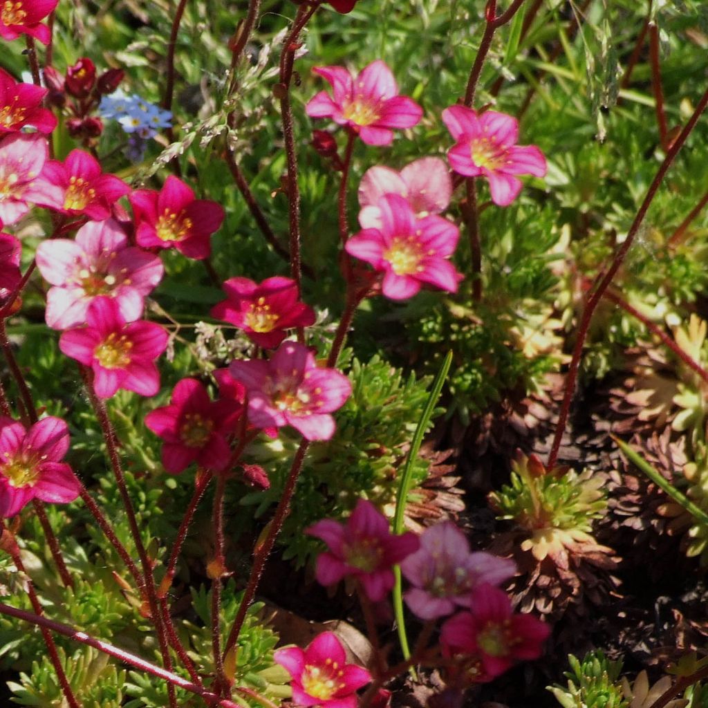 Gazon Turc Pixie - Saxifraga x arendsii Pixie