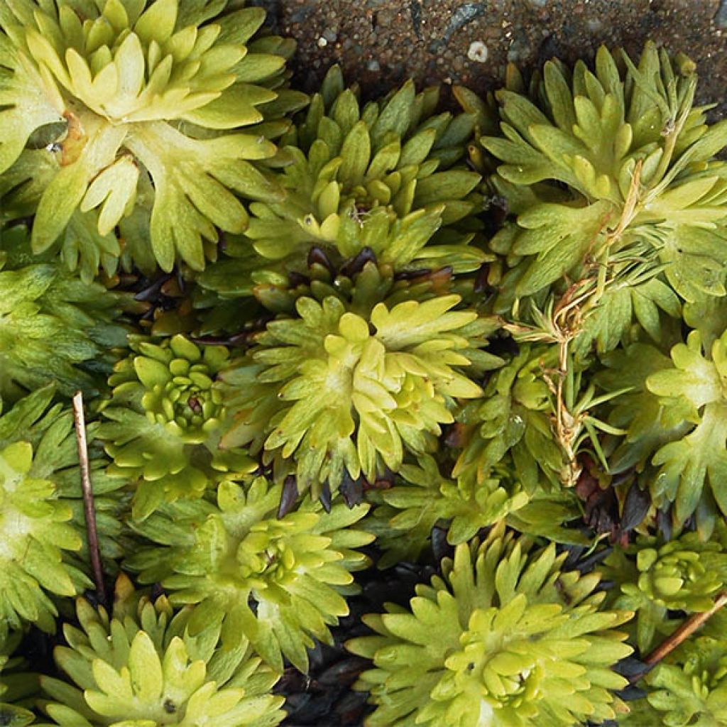 Gazon Turc Pixie - Saxifraga x arendsii Pixie