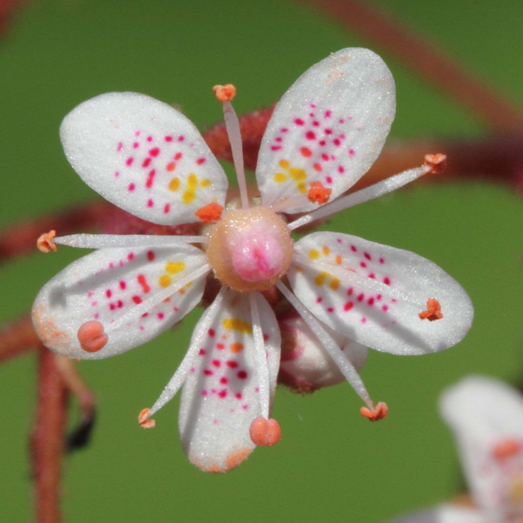 Saxifraga urbium - Saxífraga