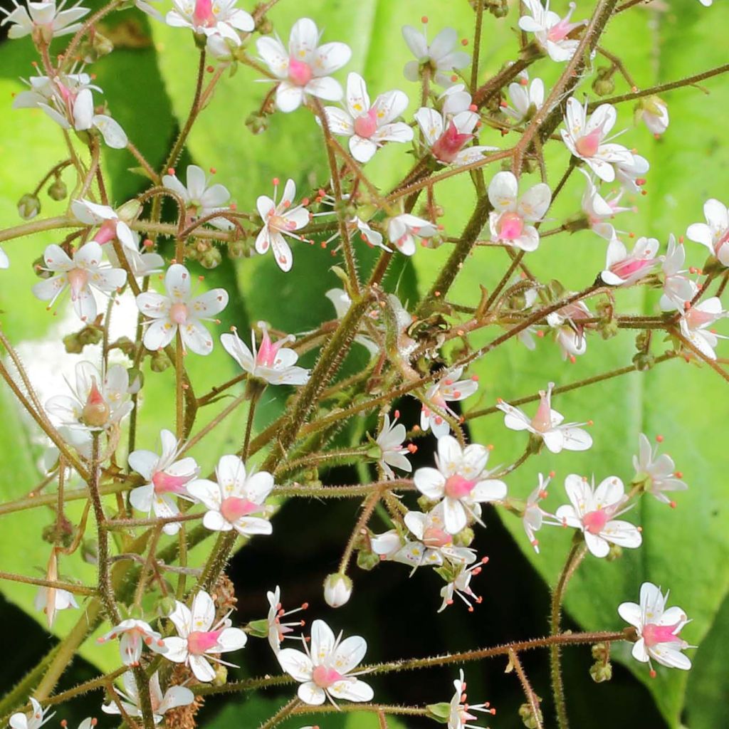 Saxifraga urbium - Saxífraga