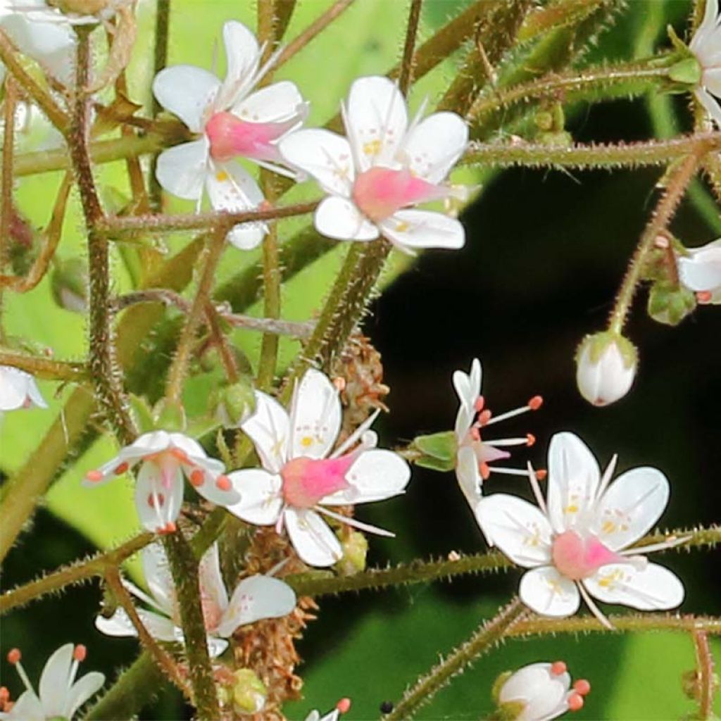 Saxifraga urbium - Saxífraga