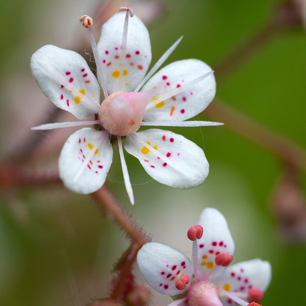 Saxifraga urbium - Saxífraga