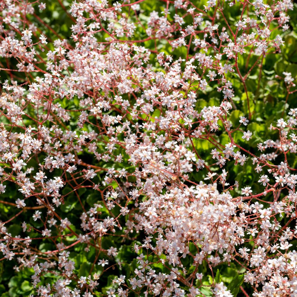 Saxifraga urbium - Saxífraga