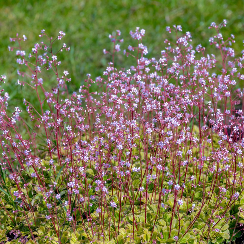 Saxifraga urbium - Saxífraga