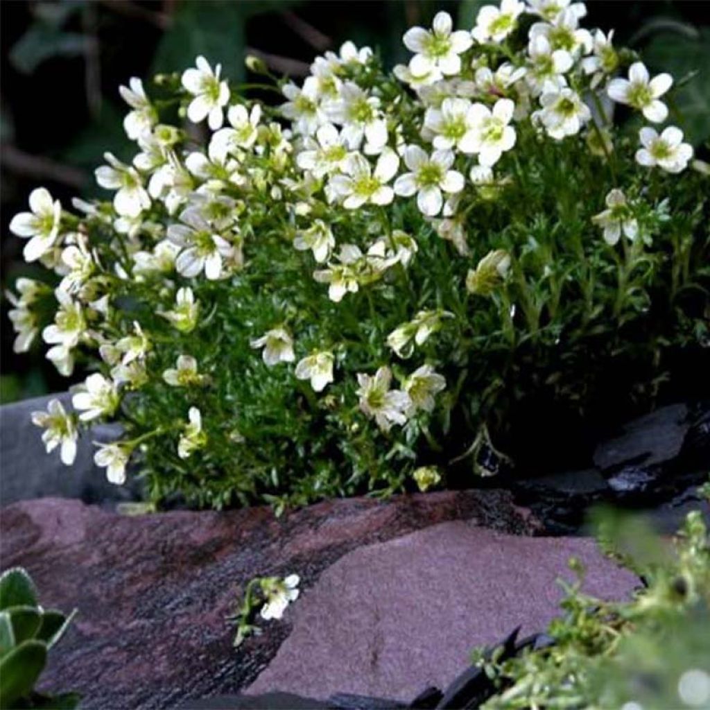 Saxifraga arendsii Pixie White - Saxífraga