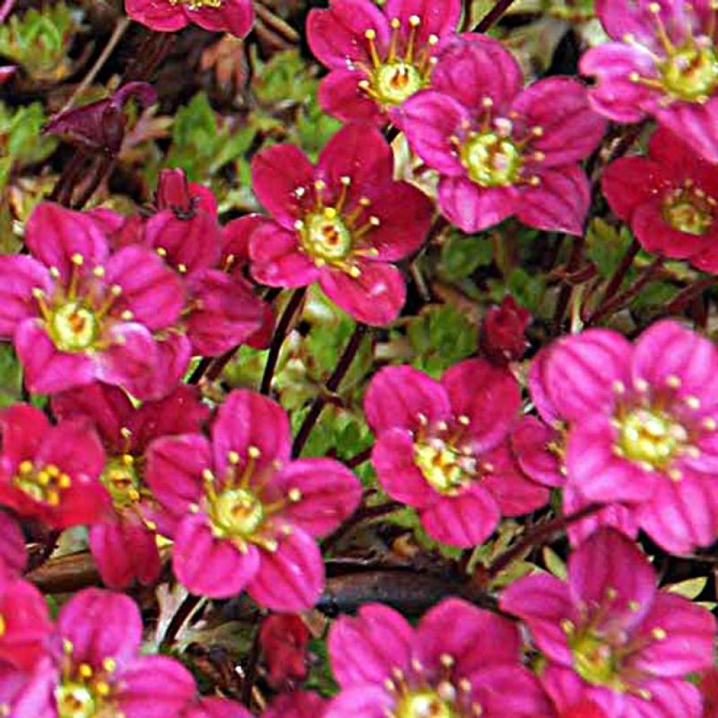 Saxifraga arendsii Peter Pan - Saxífraga