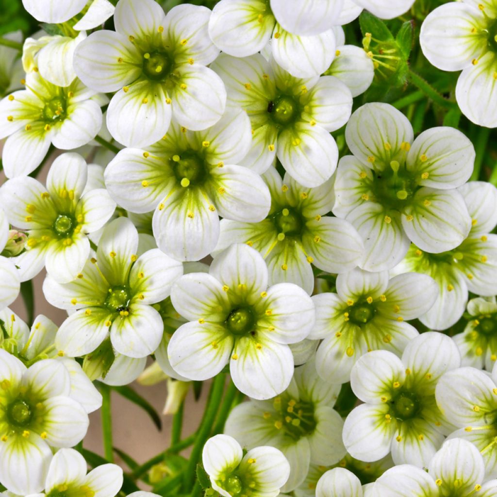 Saxifraga arendsii Pixie White - Saxífraga